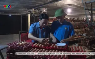 Ngành gia cầm nỗ lực cân bằng thị trường