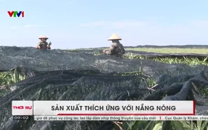 Sản xuất thích ứng với nắng nóng
