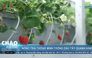 Nông trại thông minh trồng dâu tây quanh năm