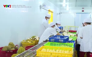 Đường tới nông trại: Giải bài toán nông sản vào vụ