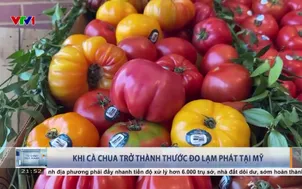 Khi cà chua trở thành thước đo lạm phát tại Mỹ 