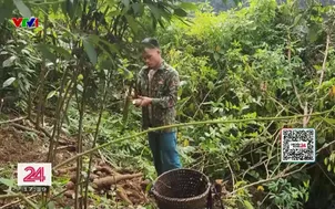 Về quê lập nghiệp 