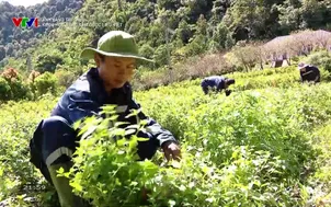 Ánh sáng tri thức: Khoa học nâng tầm dược liệu Việt