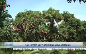 Sản lượng vải thiều chính vụ giảm mạnh