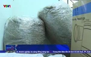 Triệt phá cơ sở sản xuất cần sa quy mô lớn