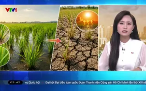 Bản tin thời tiết 5h30 - 19/6/2026