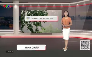 Bản tin thời tiết 19h45 - 23/6/2026