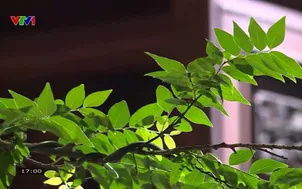	Nhật ký người Việt: Trăm năm gió mát