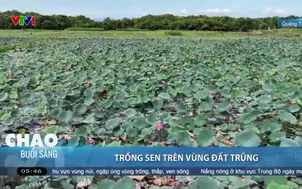 Trồng sen trên vùng đất trũng
