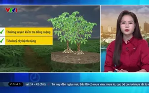 Bản tin thời tiết 5h30 - 29/6/2026