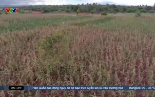 Cảnh báo khủng hoảng lương thực do EL Nino