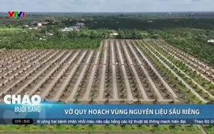 Vỡ quy hoạch vùng nguyên liệu sầu riêng