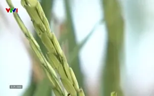 Nhật ký người Việt: Lúa lai hai dòng ở Việt Nam