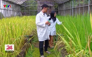 Công nghệ chỉnh sửa gen giúp cây trồng ứng phó với biến đổi khí hậu