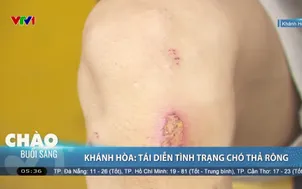 Khánh Hòa: Tái diễn tình trạng chó thả rông
