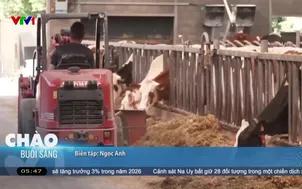 Nắng nóng cực đoan thách thức ngành chăn nuôi châu Âu