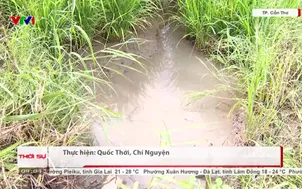 Cần Thơ chủ động trữ nước ngọt cho sản xuất