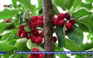 Thay đổi vận tải nông sản vùng cao Trung Quốc