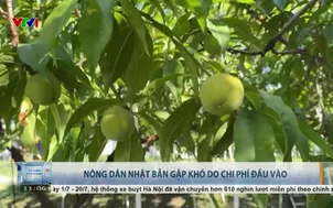Nông dân Nhật Bản gặp khó do chi phí đầu vào