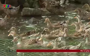 	Về quê: Làm giàu trên quê hương