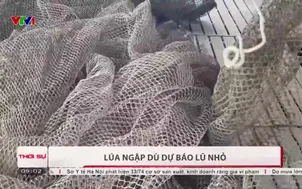 Lúa ngập dù dự báo lũ nhỏ