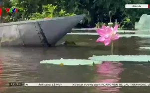 Độc đáo rừng ngập nước Bầu Đá