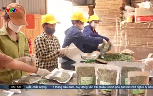 Sinh kế mới cho người dân từ lá tre