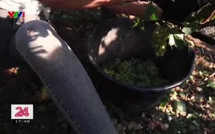 Châu Âu trong vòng xoáy hạn hán và cháy rừng