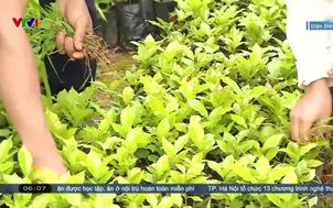 Vùng lũ ở Điện Biên hồi sinh