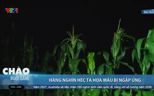 Hàng nghìn héc ta hoa màu bị ngập úng