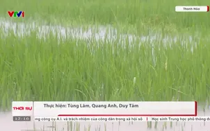 Hàng trăm hecta lúa và rau màu bị ngập do mưa lớn