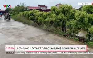 Hơn 3.800 hecta cây ăn quả bị ngập úng do mưa lớn
