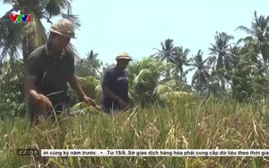 Giá lương thực thế giới cao nhất trong gần 4 năm