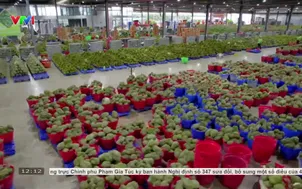 Xuất khẩu nông sản hướng đến kim ngạch 100 tỷ USD
