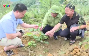 Về quê: Khi đất đơm hoa kết trái