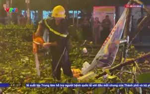 Cảnh báo cây xanh gãy nhánh đè chết người