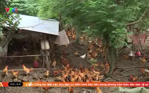 Đảm bảo nguồn cung thịt cuối năm
