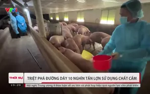 Triệt phá đường dây tiêu thụ 10 nghìn tấn lợn sử dụng chất cấm