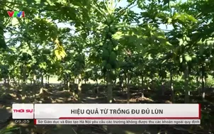 Hiệu quả từ trồng đu đủ lùn