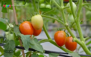 Đường tới nông trại: Công nghệ thích ứng với biến đổi khí hậu