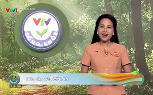 VTV Sống khỏe: Đau khớp gối, nên nghỉ ngơi hay tập luyện
