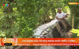 Chủ động bảo vệ mùa màng khỏi triều cường