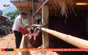 Tạo sinh kế cho bà con di dân tái định cư Thủy điện Sơn La