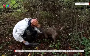 Thợ săn nấm truffle chật vật vì hạn hán