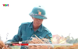 Thách thức sản xuất vụ đông ấm