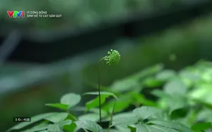 Vì cộng đồng: 	Sinh kế từ cây sâm quý