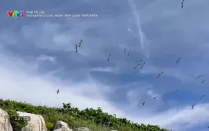 Phim tài liệu: Vietnam Wild Live - Hành trình chạm thiên nhiên