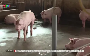 Giá lợn hơi giảm, người nuôi ngại tái đàn