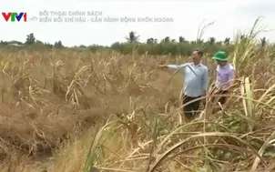 Vựa lúa ĐBSCL có nguy cơ "bốc hơi" vì biến đổi khí hậu