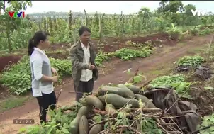 Đổ xô trồng bí, nông dân Chư Sê trận "trái đắng" vì doanh nghiệp bỏ của chạy lấy người